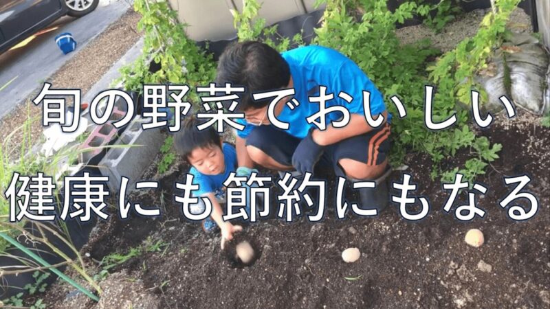 ケンとパパがジャガイモを植える