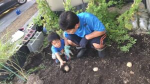 ケンとパパがジャガイモの植え付け